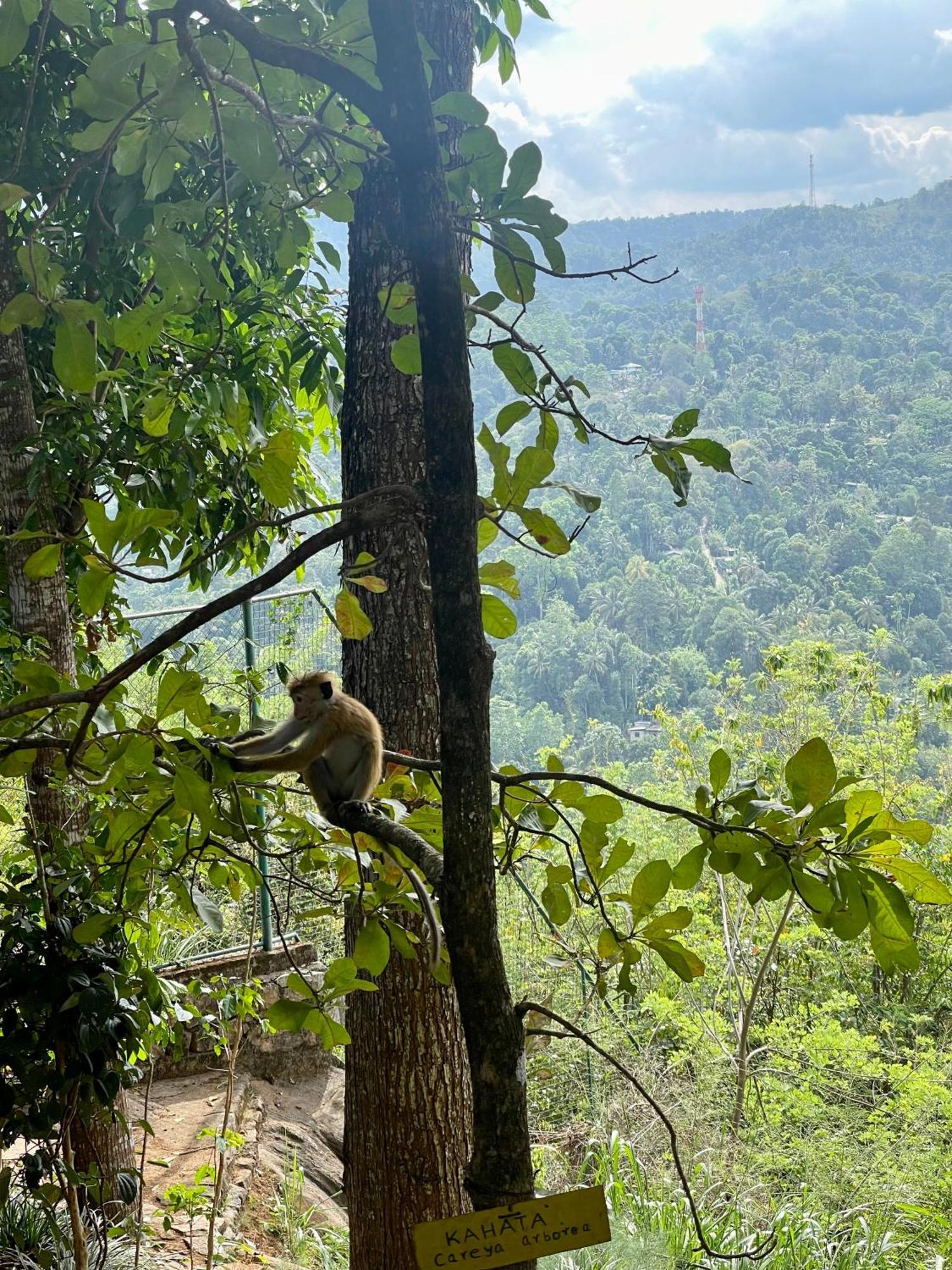 Villa Mount Melody Kandy Zewnętrze zdjęcie