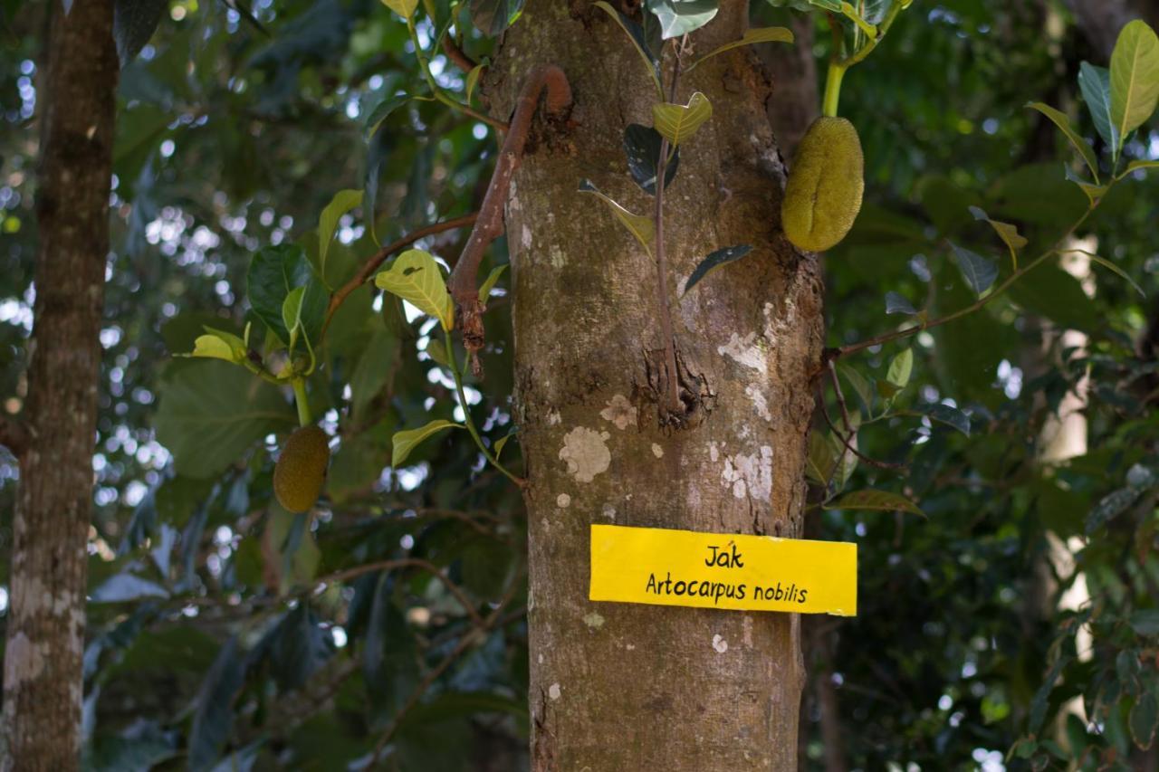 Villa Mount Melody Kandy Zewnętrze zdjęcie